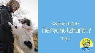  |F&A Warum (k)ein Tierschutzhund - Teil 1| 