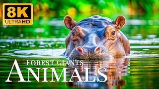 Animals Forest Giants 8K ULTRA HDRelaxing Animal Watching Movies With Soft Music