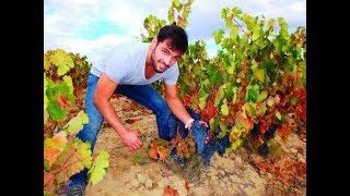 ¿Cómo se Elabora el Vino Tinto? - Bodegas Urbina