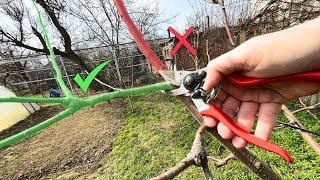 Don’t Make These 2 Mistakes When Pruning an Apple Tree – The Tree Will Thank You!