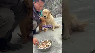 The homeless man prepares food for the stray golden retriever every day