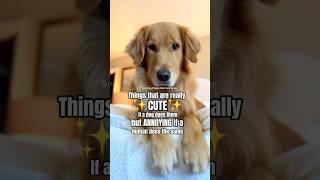 WATCH MY DOGS CUTE HABITS. ️ #dog #goldenretriever #cutedog