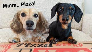 The Dogs (ATTEMPT) To Order a Pizza - Get Busted by Eufy Pet Camera