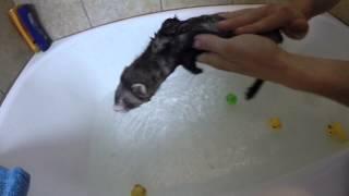 Baby Ferrets First Bath