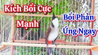 chào mào hót sáng kích bổi - luyện giọng hay ép bổi sổ bọng và căng lửa - chào mào hót đấu