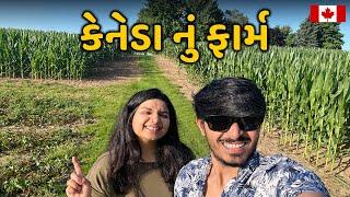 કેનેડા માં રોડટચ જમીન | Berry Picking in Canada | મકાઇ અને ઘઉં નું ખેતર - Riddhi Darshan Vlogs