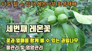 레몬나무 화분 재배 방법 세번째 레몬꽃과 레몬 열매 보여드릴께요