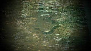 River Fishing for Chub- River Chelmer in Essex