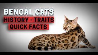 The Ultimate Guide to Bengal Cats: Everything You Need to Know