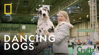 Behind the Scenes at Crufts Dog Show | The Secret Life of Dancing Dogs | National Geographic UK