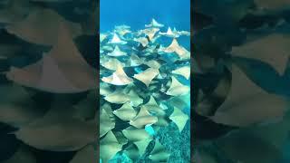 Incredible underwater world #shorts #nature #animals