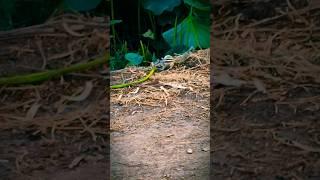 squirrel funny moments  funny animals videos #shorts #viral