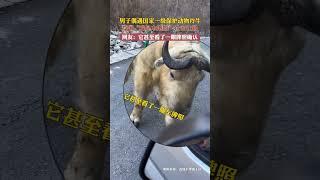 男子偶遇国家一级保护动物，高喊“我是本地的”让它让路，羚牛甚至看了一眼车牌确认  #shorts