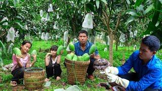 Harvesting Mangoes to Sell, Hunting for Giant Ground Bee Nests to Raise on the Farm | Family Farm