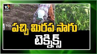 పచ్చి మిరప సాగు టెక్నిక్స్ | Techniques In Green Chilli Cultivation | Matti Manishi | 10TV