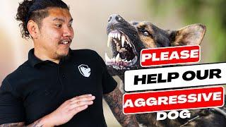 How to Train a Reactive and Aggressive Dog with a Bite History - Life-Saving Training Tips! Part 1.