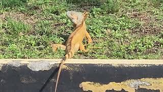 Big Beautiful Iguana