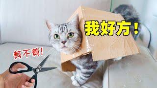 Unlock new skills of cat nail cutting! Cat: The shoveling officer is on the Huohuo cardboard again