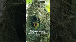 pov: you found baby sunbird nesting in your balcony #birds #shorts #animals #cute #tiktok #nature