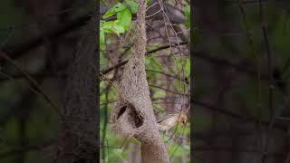 Baya Weaver Nests: An Intricate Art #bayaweaver