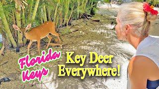 Waterfront FL Keys Home for Sale : Key Deer in the Yard!