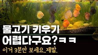 물고기키우기는 2가지만 지키면 됩니다.