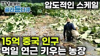 하루에만 2톤 씩! 입이 떡 벌어지는 중국 연근 채취 과정｜15억 중국 인구 먹일, 축구장 63개 크기 압도적 연근 농장｜극한직업｜#골라듄다큐