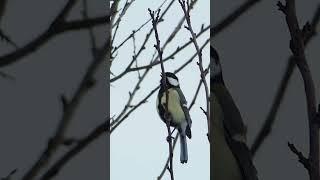 Great Tit Songs and Calls | Bird Sounds
