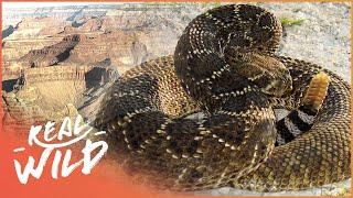 The Incredible Wildlife Hiding In The Grand Canyon (Wildlife Documentary) | Wild America | Real Wild