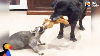 Rescued Raccoon and Dog Love Playing Together | The Dodo Odd Couples