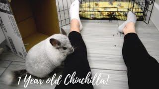 Bonding With My 1 Year Old Chinchilla!