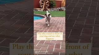 Play This Sound For Your Dog and See What Happens