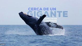 Cerca de un Gigante | Especiales Teleantioquia | Teleanitoquia