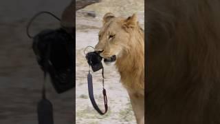 Löwe klaut  Kamera / Drehreise für Erlebnis Erde #wildlife #africa