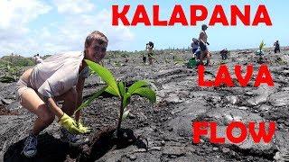 Kilauea Lava Flow Restoration Kalapana Hawaii Kaimu Beach