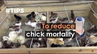 #TIPS to reduce chick mortality