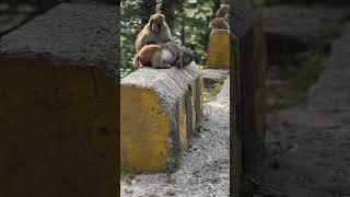 Monkey stay on road side #travel #explorewithshawaiz #mountains #videoshorts #nature #monkey #views