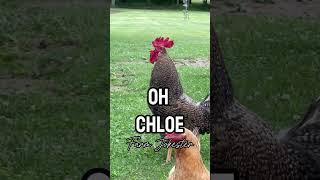 Chloe! Where are you? #chloe #chloé #chloë #rooster #chickens #farmjokester #funnyanimals #chicken