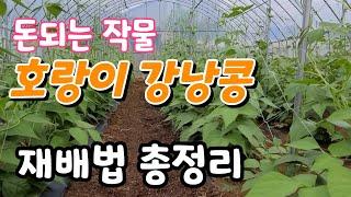 돈되는 작물 호랑이 강낭콩 재배법 총정리