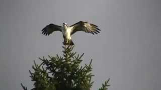 sääksi  (Pandion haliaetus)