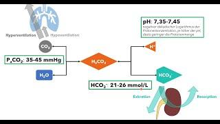 Blutgasanalyse Teil 2 - Säure-Basen-Haushalt (Einführung für das Medizinstudium)