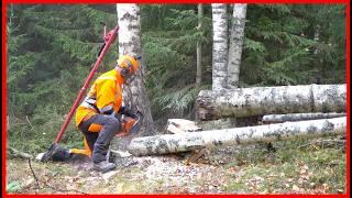 FASTEST Way to Cut Down 9 Trees in Under 15 Minutes PRECISIELY!