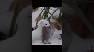 Ласка с добычей.Weasel with prey. #wildlife #shots #nature