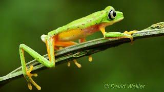 How Many Lemur Leaf Frogs Can Walk Along?