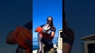 Why are fishermen afraid of this fish? #shorts #fishing #facts