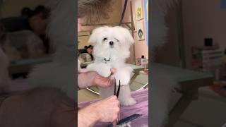 a week of first puppy haircuts !