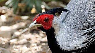 Kalij Pheasant Feeding Action; Ground Scratching in Close Up