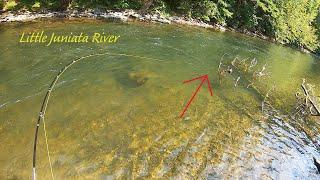 Fly Fishing the LITTLE Juniata River (Dry Dropper Rig)