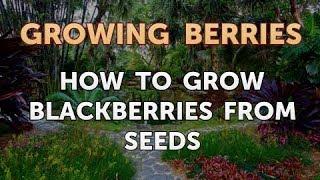 How to Grow Blackberries From Seeds