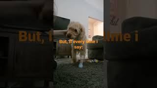 How to re name your dog  #minilabradoodle #callie #shorts